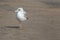 One legged seagull looking left