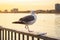 One legged seagull on a railing