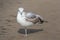 One legged seagull standing on beach