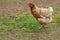 One leghorn chicken