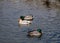 One leucistic albino female mallard duck swimming between two usual male mallard ducks