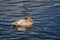 One leucistic albino female mallard duck swimming in the water