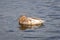 One leucistic albino female mallard duck swimming in the water