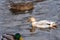 One leucistic albino white female mallard duck among the usual mallard ducks