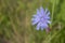 One light blue Chicory flower on background of green grass. Concept of substitute coffee. Summer meadow flower Common chicory