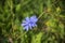 One light blue Chicory flower on background of green grass. Concept of substitute coffee. Summer meadow flower Common chicory