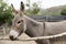 One light grey donkey, animal portrait