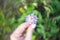 One lilac field flower Scabiosa Pincushion Flower in female hand