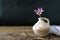 One lilac flower Xeranthemum on clay vase on wooden texture back