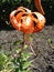 One lily davidii orange flowers on a sunny day