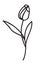 One line drawing. Beautiful garden tulip with leaves. Hand drawn sketch.