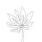 One line drawing fatsia japonica. Continuous line exotic tropical plant.