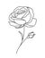 One line drawing. Garden rose with bud. Hand drawn sketch.