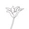 One line flower continuous hand drawn sketch lineart. Minimalism artwork of balloon botanical plant