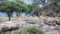 One lion and several lionesses with cubs on a large grey rock