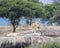 One lion and several lionesses with cubs on a large grey rock