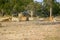 One lioness with four cubs laying down resting