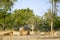 One lioness with four cubs laying down resting