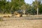 One lioness with four cubs laying down resting