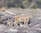 One lionesses and one lion and one cub on a large grey rock