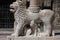 One of the lions supporting the column,Upper town of Bergamo, Italy