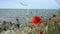 One little active healthy boy with kite flying in his hand on sea coast with horizon with red poppy flowers with blowing wind on f