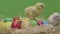 One little chicken, colorful easter eggs. Fluffy chick. Green background. Macro