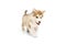 One little dog, cute beautiful Malamute puppy posing isolated over white background. Pet looks healthy and happy