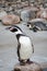 One little pinguin stand on a stone