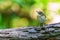 One little Short tail Babbler bird
