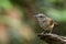 One little Short tail Babbler bird