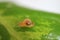 One Little Snail Climbing on the Wet Green Leaf