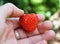 One little strawberry in my hand, organic garden background