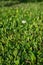 One lone beautiful Daisy flower in a grass field lawn