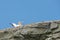 One lone gannet sitting on the edge of a cliff