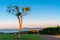 One lone olive tree standing on rise overlooking Waitemata Harbour