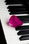 One lone rose petal of pink scarlet lies on black and white piano keys. romantic music, lightness and romance of relaxation and