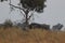 One lonely elefant in  Okavango Delta during mornign bushwalk in africa in Botswana on holiday.