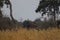 One lonely elefant in  Okavango Delta during mornign bushwalk in africa in Botswana on holiday.