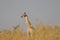 One lonely giraffe standing during morning bush walk in Okavango Delta in Botswana in summer on holiday.