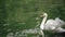 One lonely graceful white swan swimming in green pond or lake in park. peace, bird concept.