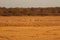 One lonely impala eating in khama rhino sanctuary on waterhole in Botswana on holiday.