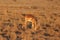 One lonely impala eating in khama rhino sanctuary on waterhole in Botswana on holiday.