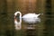 One lonely mute swan floating on lake and drink water