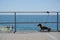 one lonely tied leash dachshund near fence on promenade seaside street with jumping and playing kids in summer sea in
