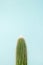 One long cactus at blue background. Minimal concept