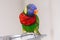 One lorikeet parrot feeding from bowl in a zoo and looking in camera. Beautiful wild tropical animal bird eating nectar. Beauty of