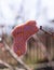 One lost knitted baby sock hangs on a branch. National Lost Sock Memorial Day concept