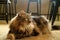 One Lovely Brown Fluffy Hair Persian Cat Squatting on the Floor