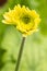 One Macro Shot of Gerbera Asteraceae of Zorachka or Star Sort Flower Herbera